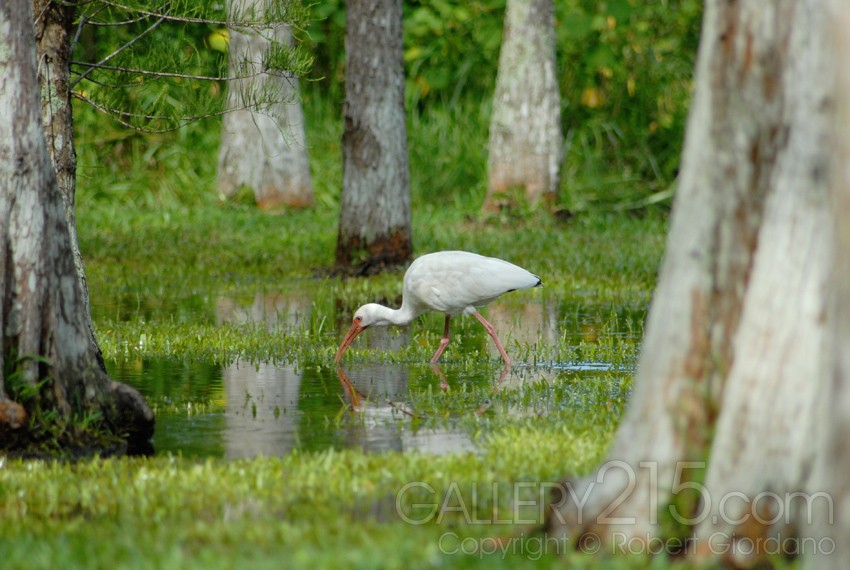 White Ibis Drinking