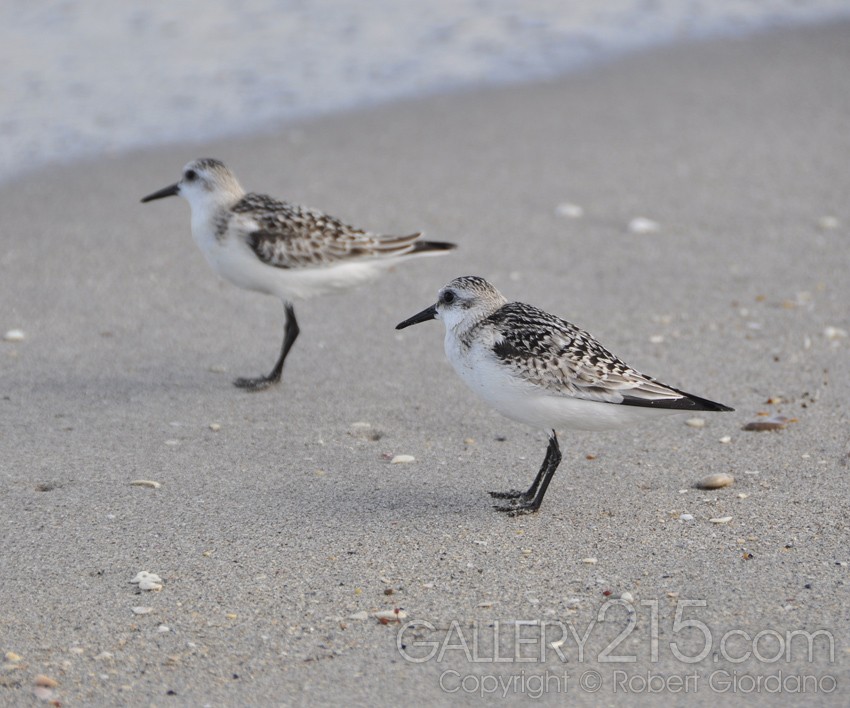 Sandpipers
