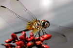 thumbnail of gallery215.com/things/nature/dragonfly