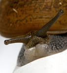thumbnail of gallery215.com/things/nature/garden_snail