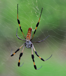 thumbnail of gallery215.com/things/nature/golden_silk_spider